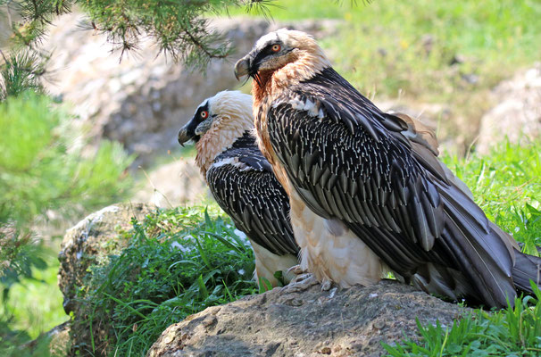 Bartgeier im Natur- und Tierpark Goldau