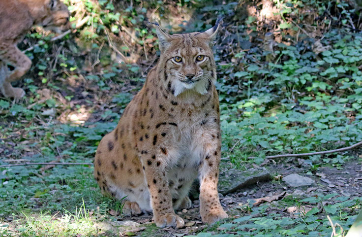 Luchs im Natur- und Tierpark Goldau