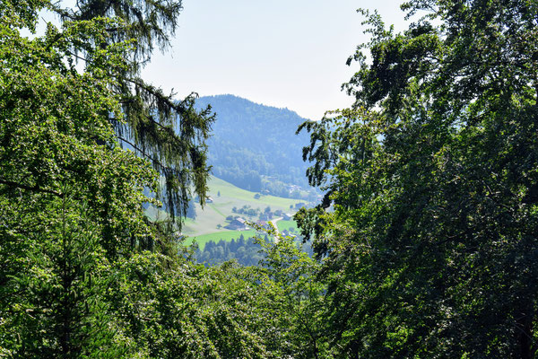 Panorama vom Baumwipfelpfad Nerckertal, in Mogelsberg