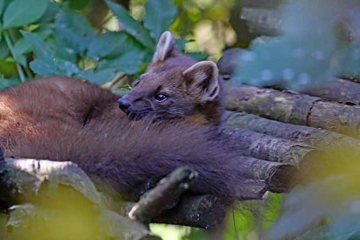 Baummarder im Natur- und Tierpark Goldau