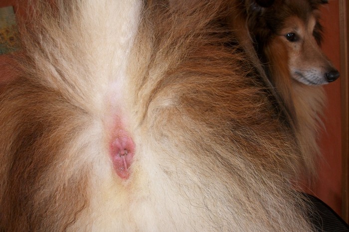 Auch der Po gehört zum Hund Atocha Shelties