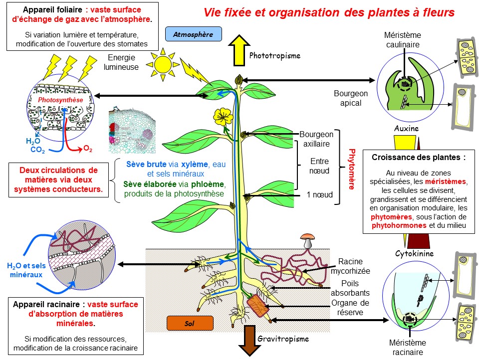 Organisation Fonctionnelle Des Plantes A Fleurs Chapitre 1 : L'organisation et le développement des plantes à fleur