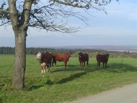 Rinder auf der Weide