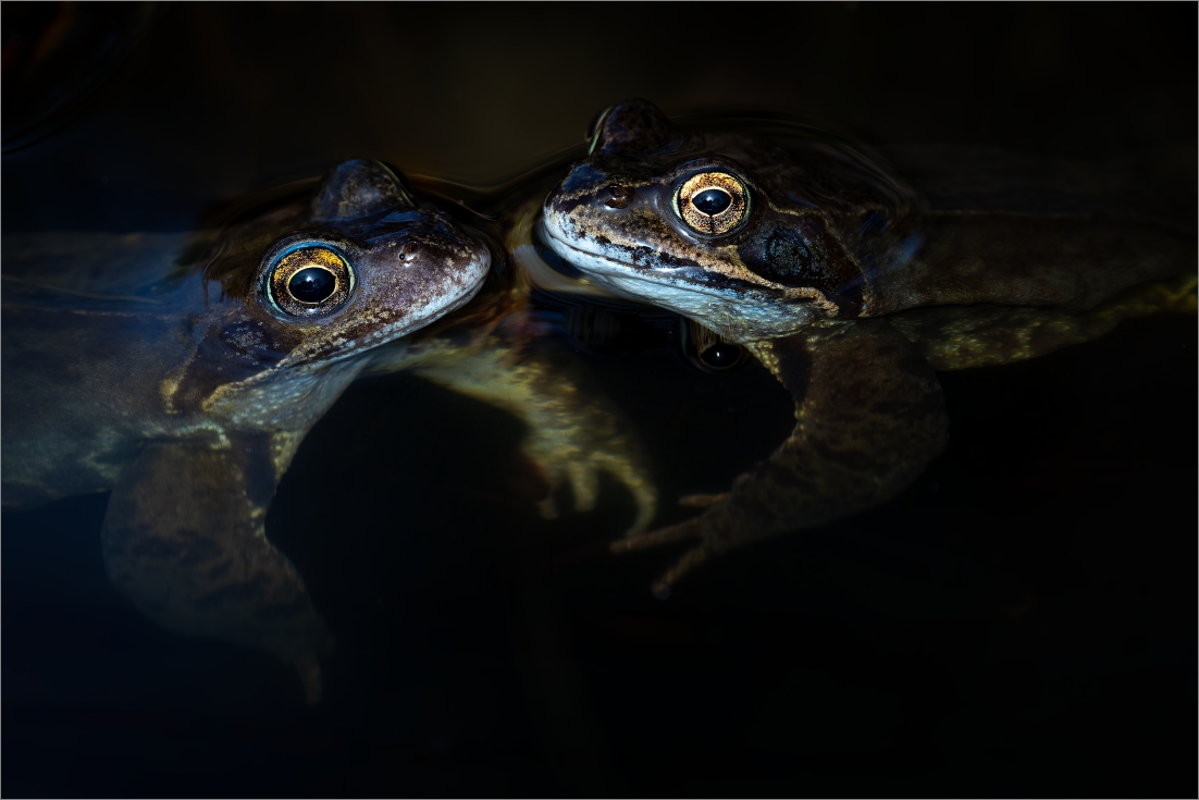 Froschhochzeit