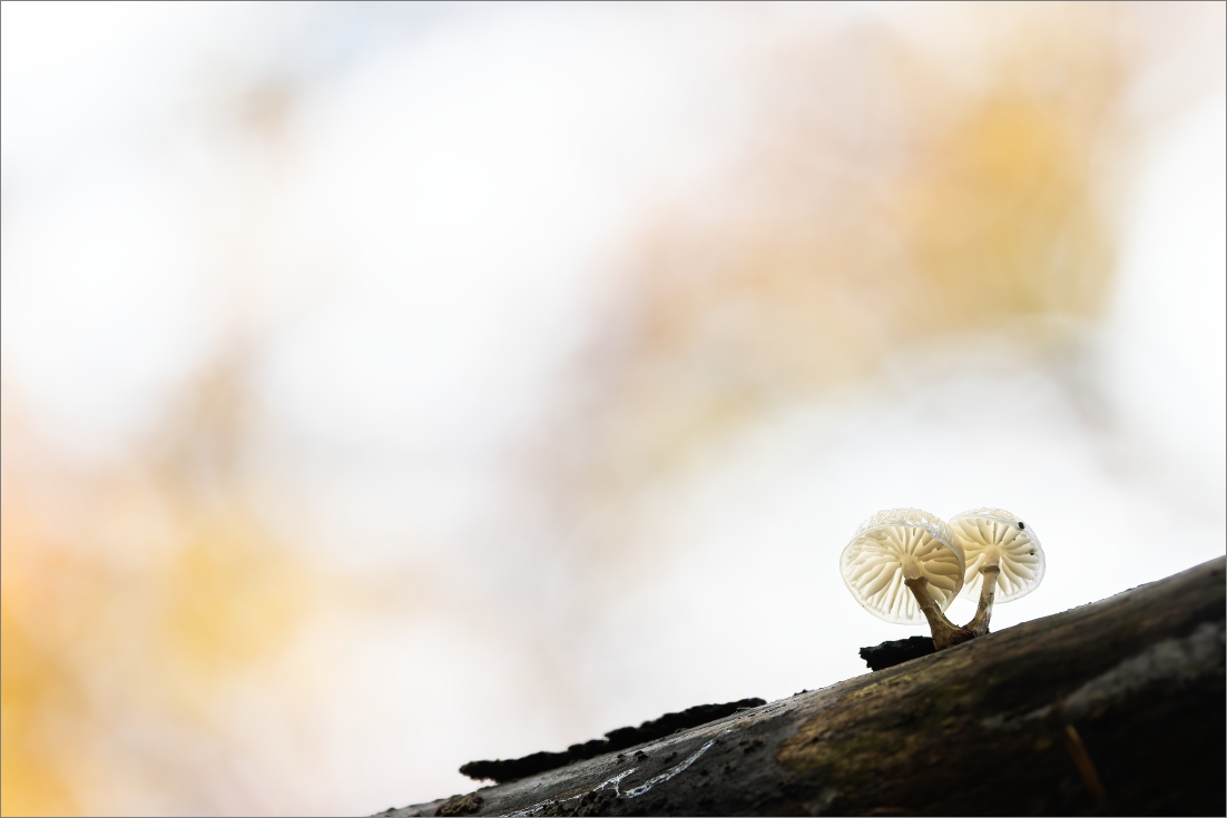Herbstwald