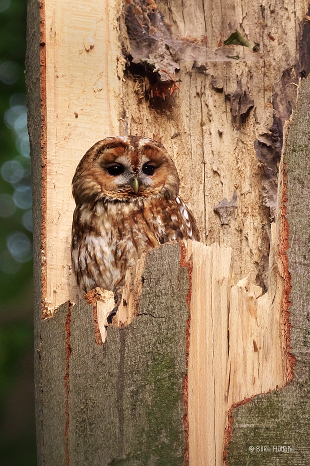 Waldkauz ♀