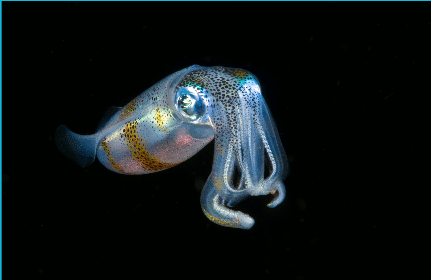 Nusa Penida center dive site map and description Diving Nusa penida