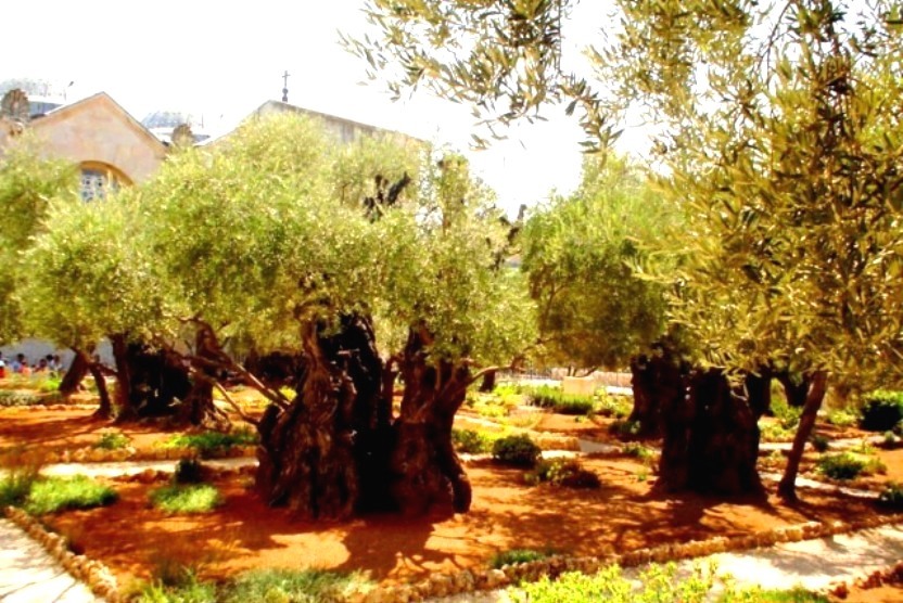 Jerusalem. Gefsiam garden. Old olives.