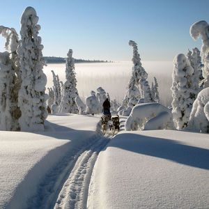 lappland-hundeschlittenfahren