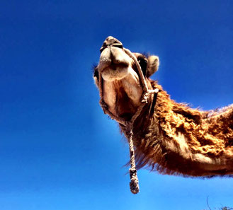 wunderwelt-marrakesch-kamel