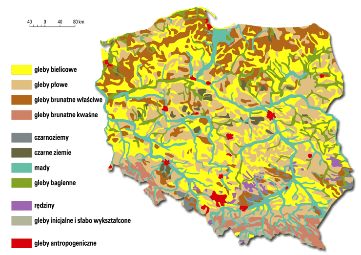 Gdzie Występują Czarnoziemy W Polsce Rodzaje gleb w Polsce - przyrodalekcje