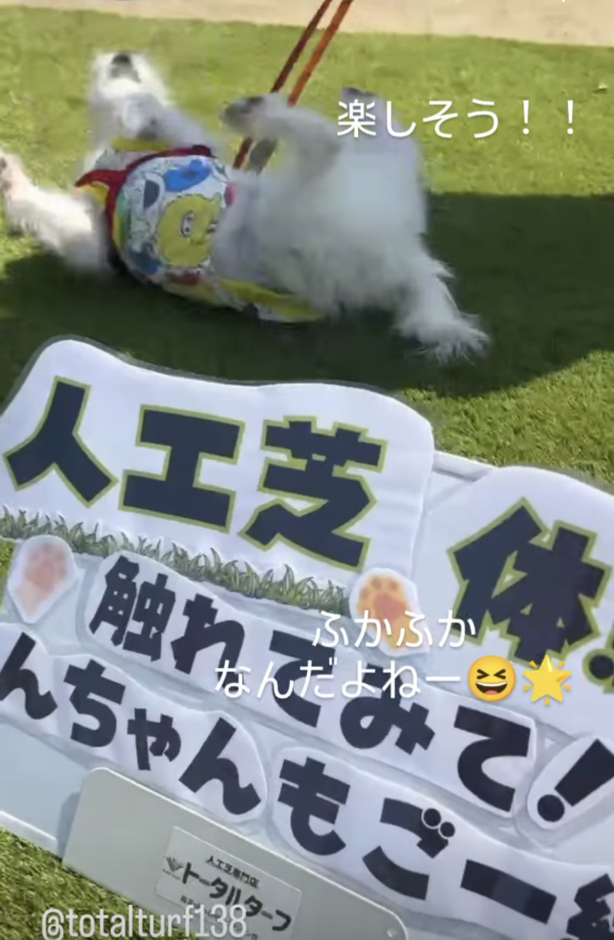 人工芝体験！