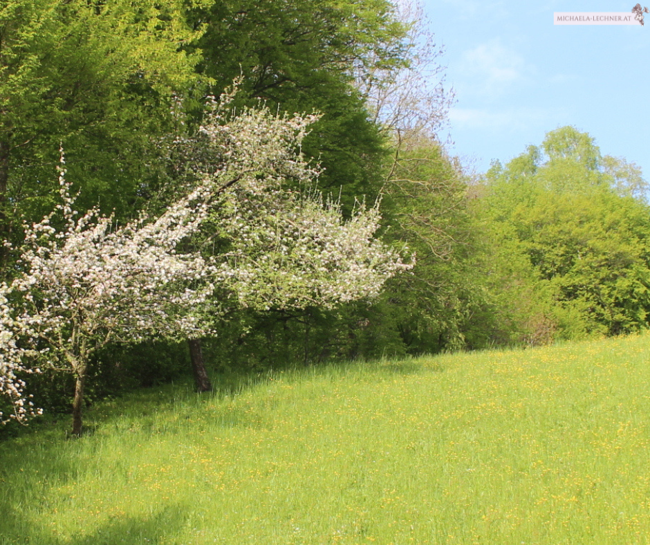 Darmpflege bei Pollenallergie