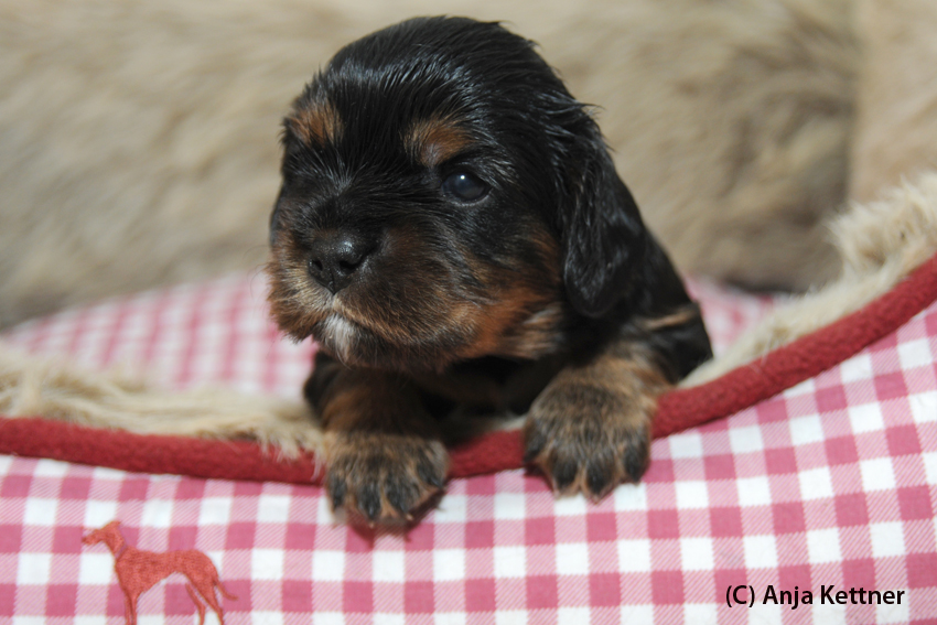 Neugieriges Mäuslein Dante tres´jolie