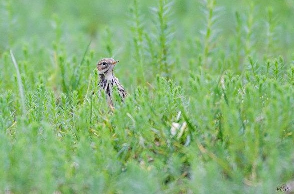 Pipit farlouse dans un champ