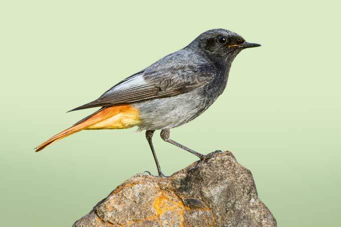 Vogel des Jahres 2025