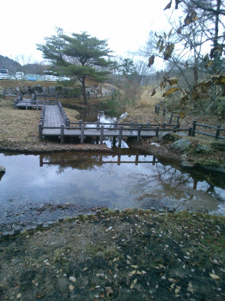 湿原の森