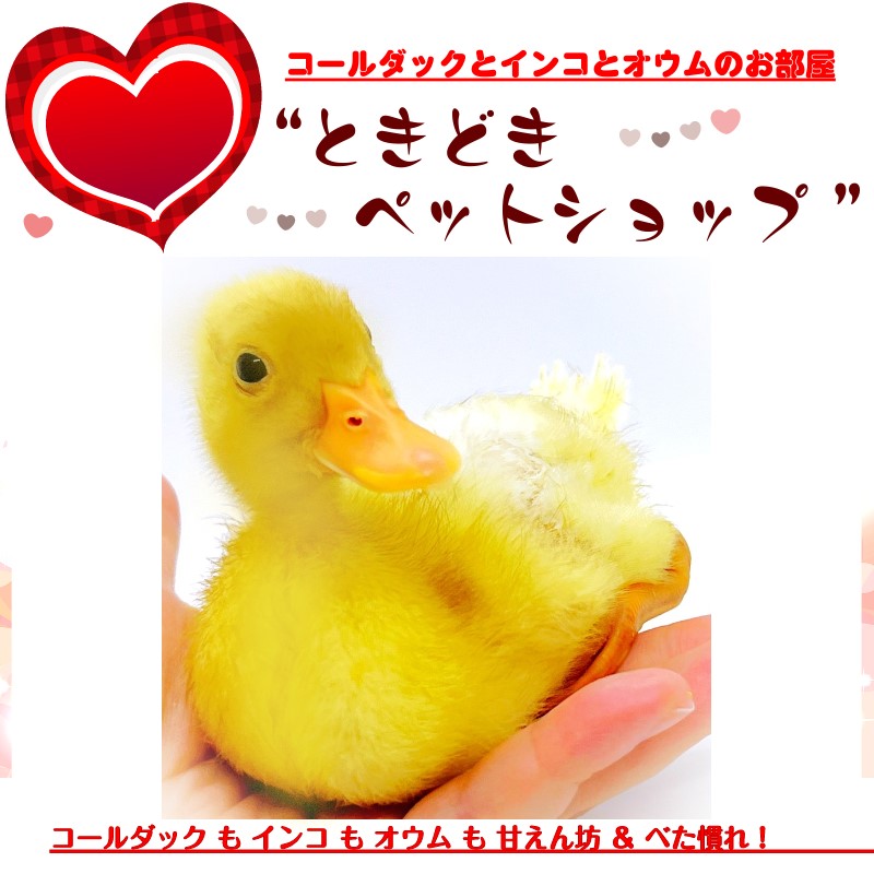 コールダック ホワイト7個 有精卵 送料込み 27 コールダックひよこ雛＆若鳥とコールダック卵 販売 - コールダック販売