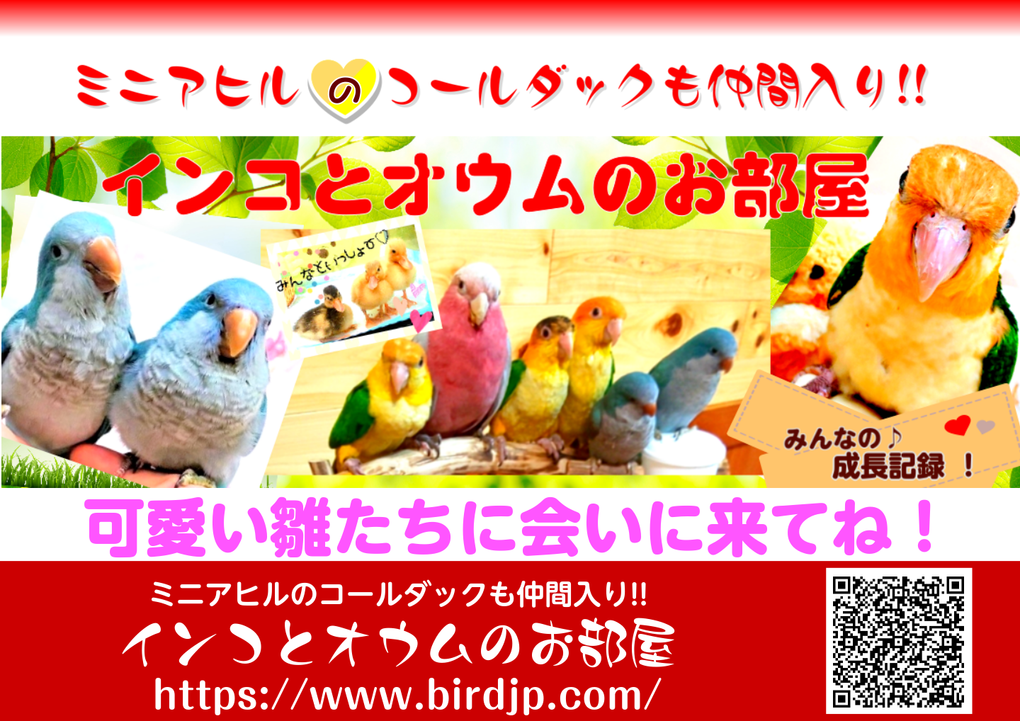 ミニアヒルのコールダックも仲間入り インコとオウムのお部屋 ペットショップ 鳥雛販売 ミニアヒルのコールダックも仲間入り インコ とオウムのお部屋 ペットショップ 鳥雛販売