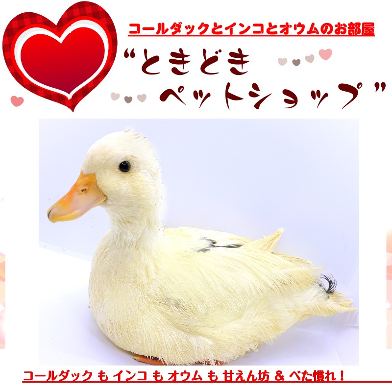 コールダックひよこ雛＆若鳥とコールダック卵 販売 - コールダック販売