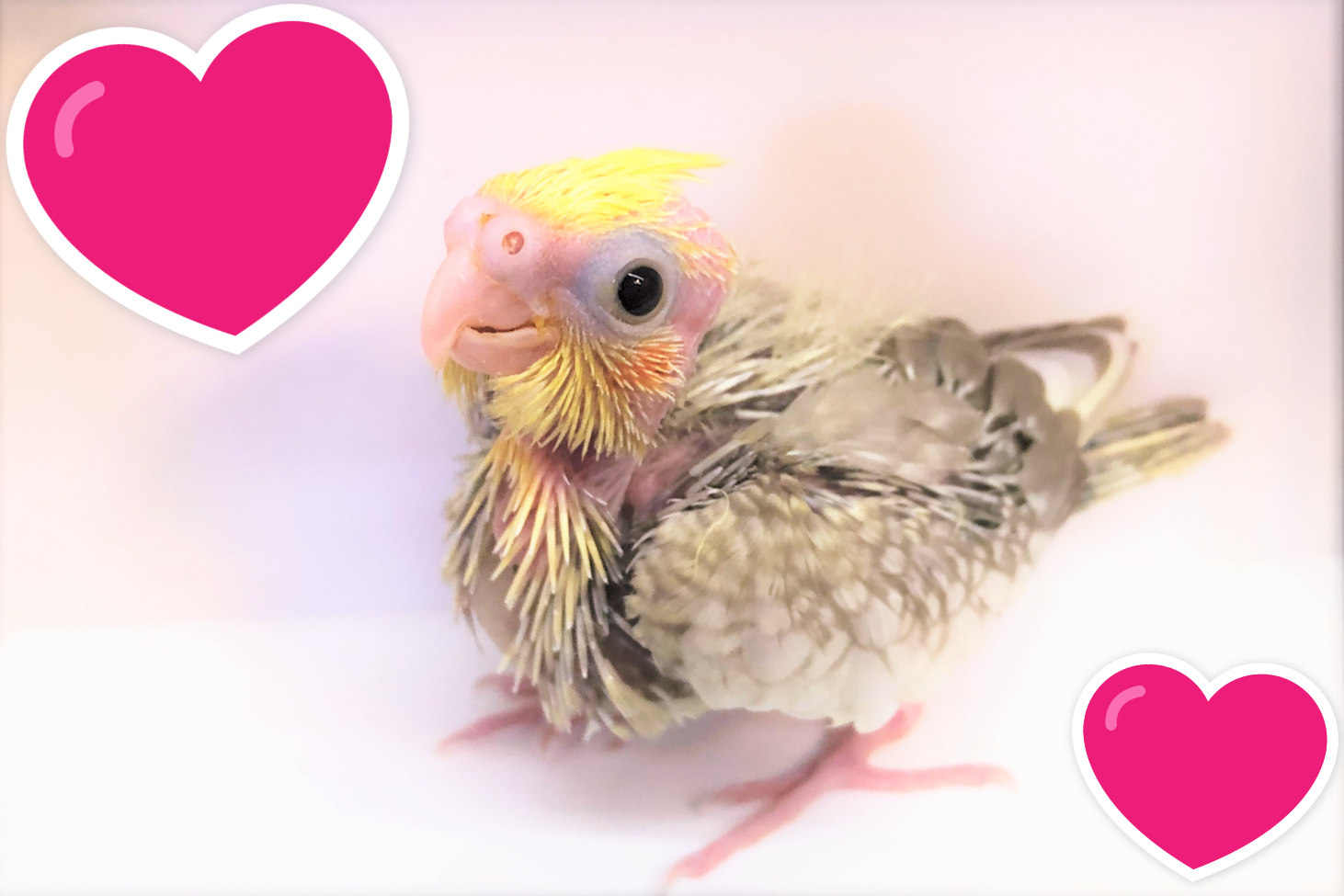 オカメインコの雛 - ミニアヒルのコールダックも仲間入り オカメインコの雛 - ミニアヒルのコールダックも仲間入り
