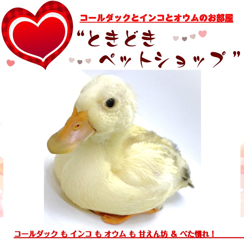 コールダックひよこ雛＆若鳥とコールダック卵 販売 - コール