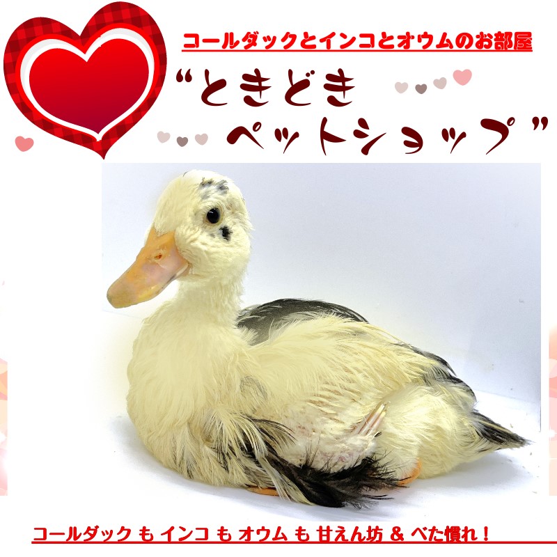 【アヒル、コールダック、水鳥 】ヒナ·繁殖向け飼料 3kg コールダックの飼い方、孵化方法、アヒル飼育、産卵、同居方法