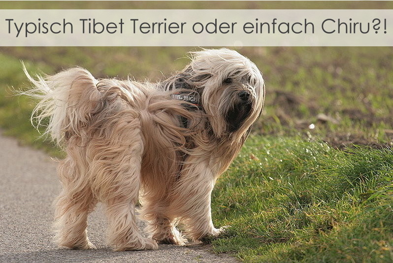 Chiru stellt die Ohren gerne auf Durchzug - das liegt nicht immer am Wind...