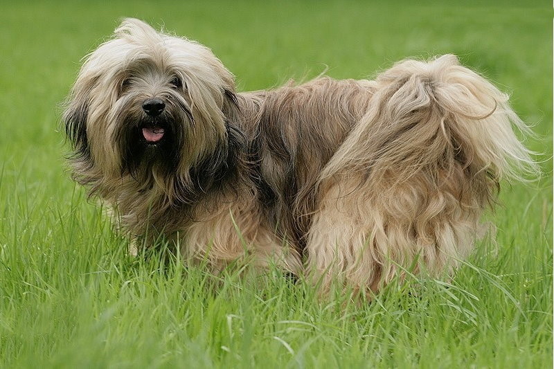 Tibet Terrier zählen zu den Hütehunden