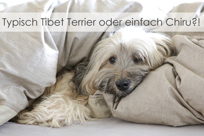 So eingekuschelt im Bett lag Chiru nur für das Foto.