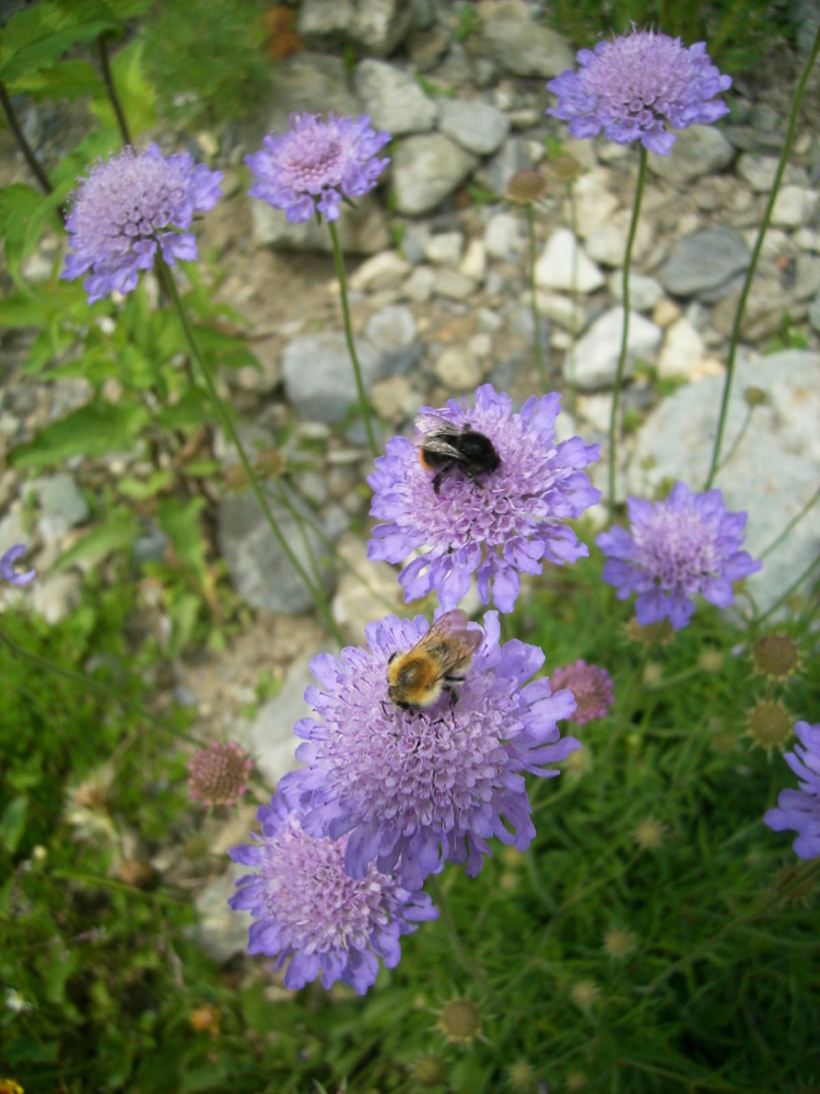 Eine Steinhummel "Bombus lapidarius" (oben) und eine Ackerhummel "Bombus pascuorum " (unten im Bild)