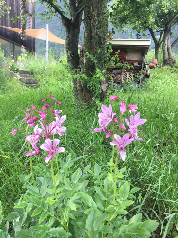 Blühender Diptam