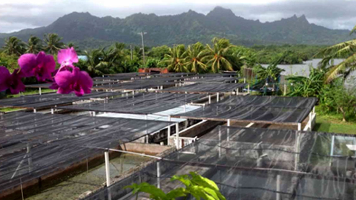 Giant clam farm store