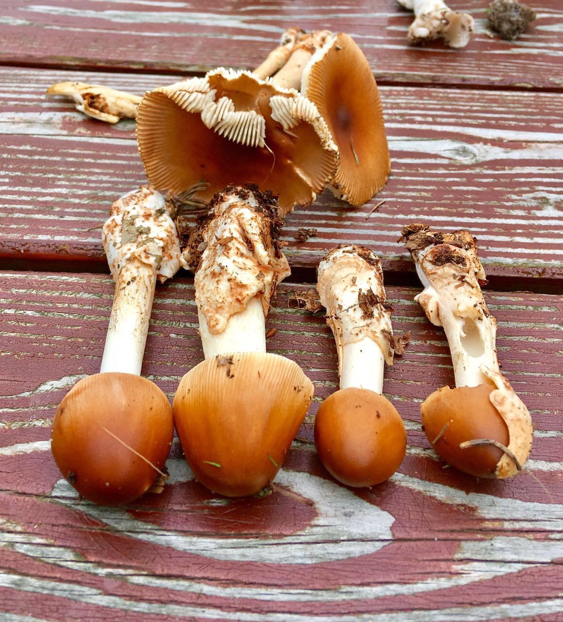 Fuchsige Streifling (Amanita fulva)