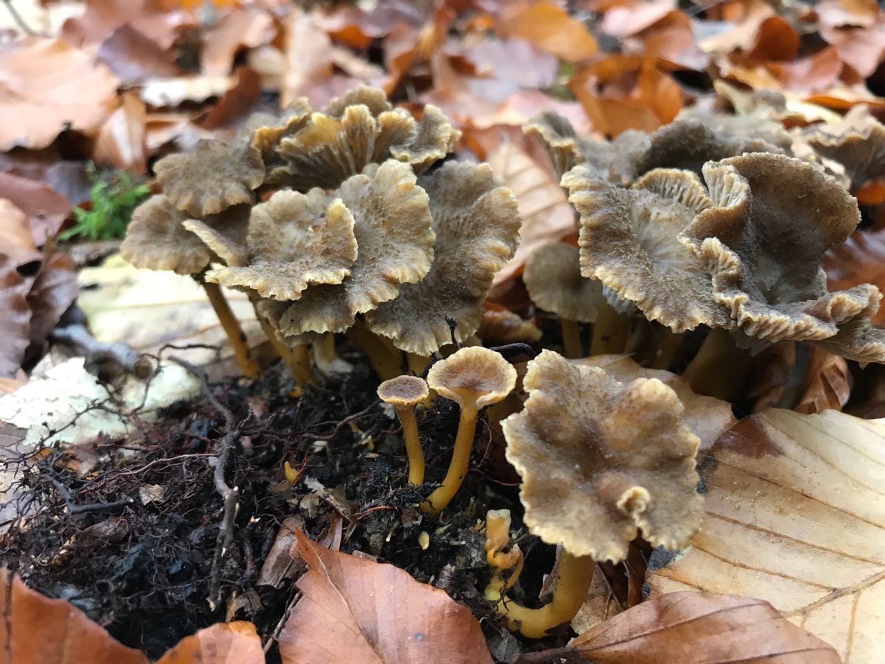 Trompetenpfifferling (Craterellus tubaeformis)