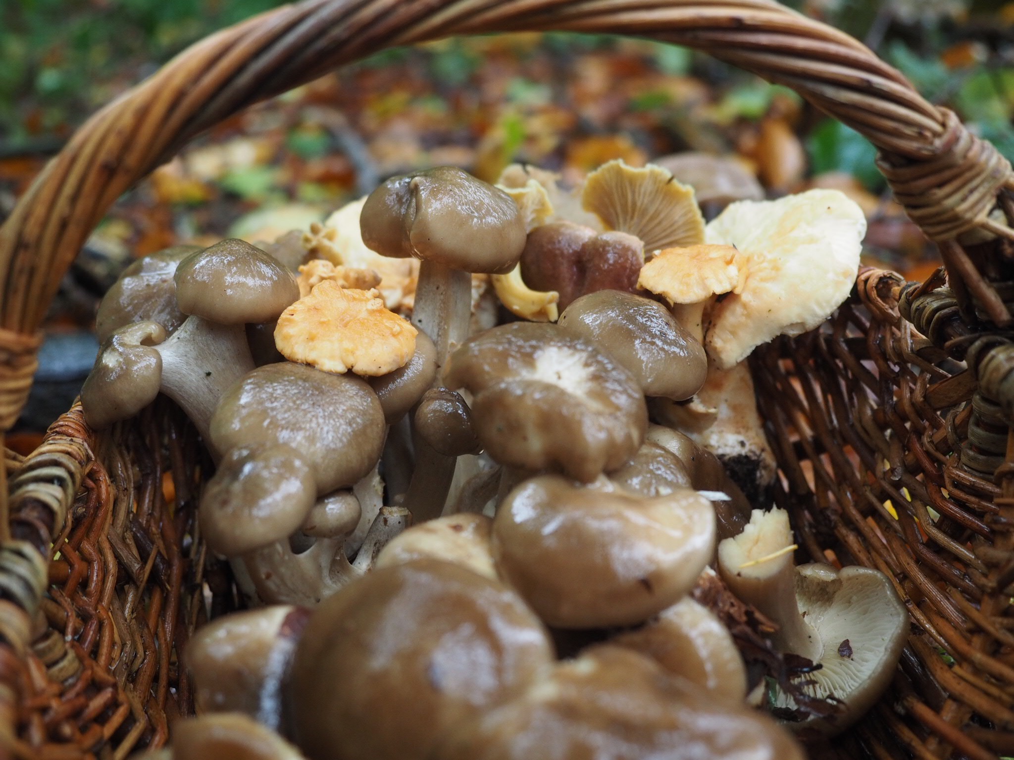 Büschelige Rasling (Lyophyllum decastes)