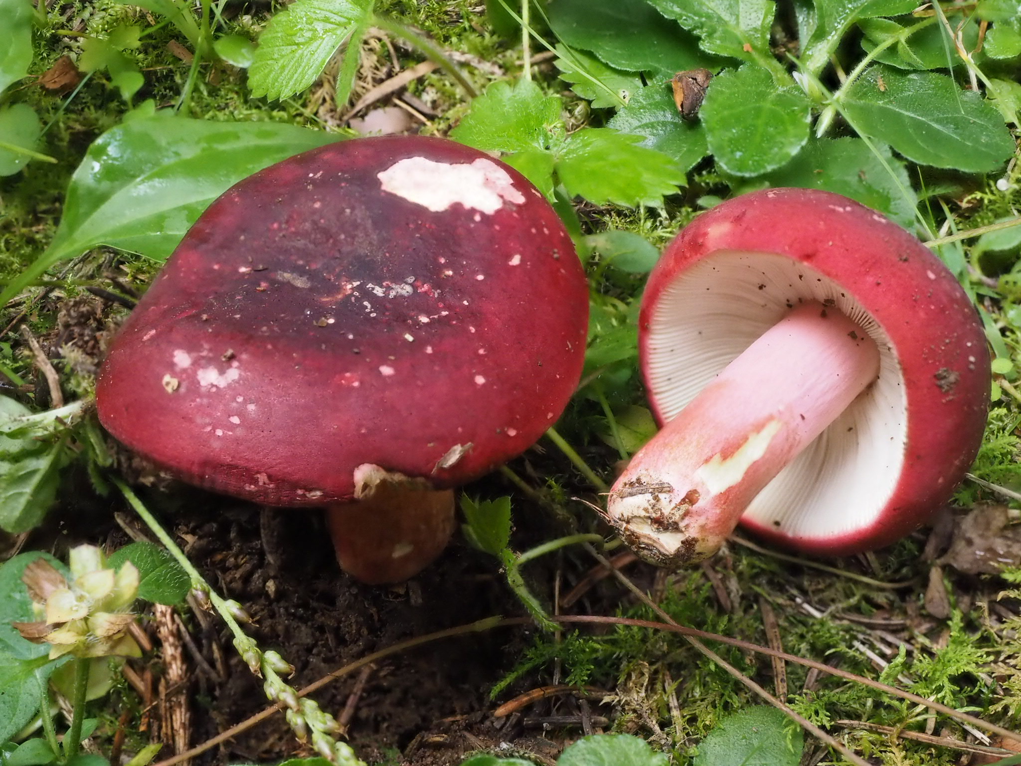  Rote Herings-Täubling  (Russula xerampelina) 