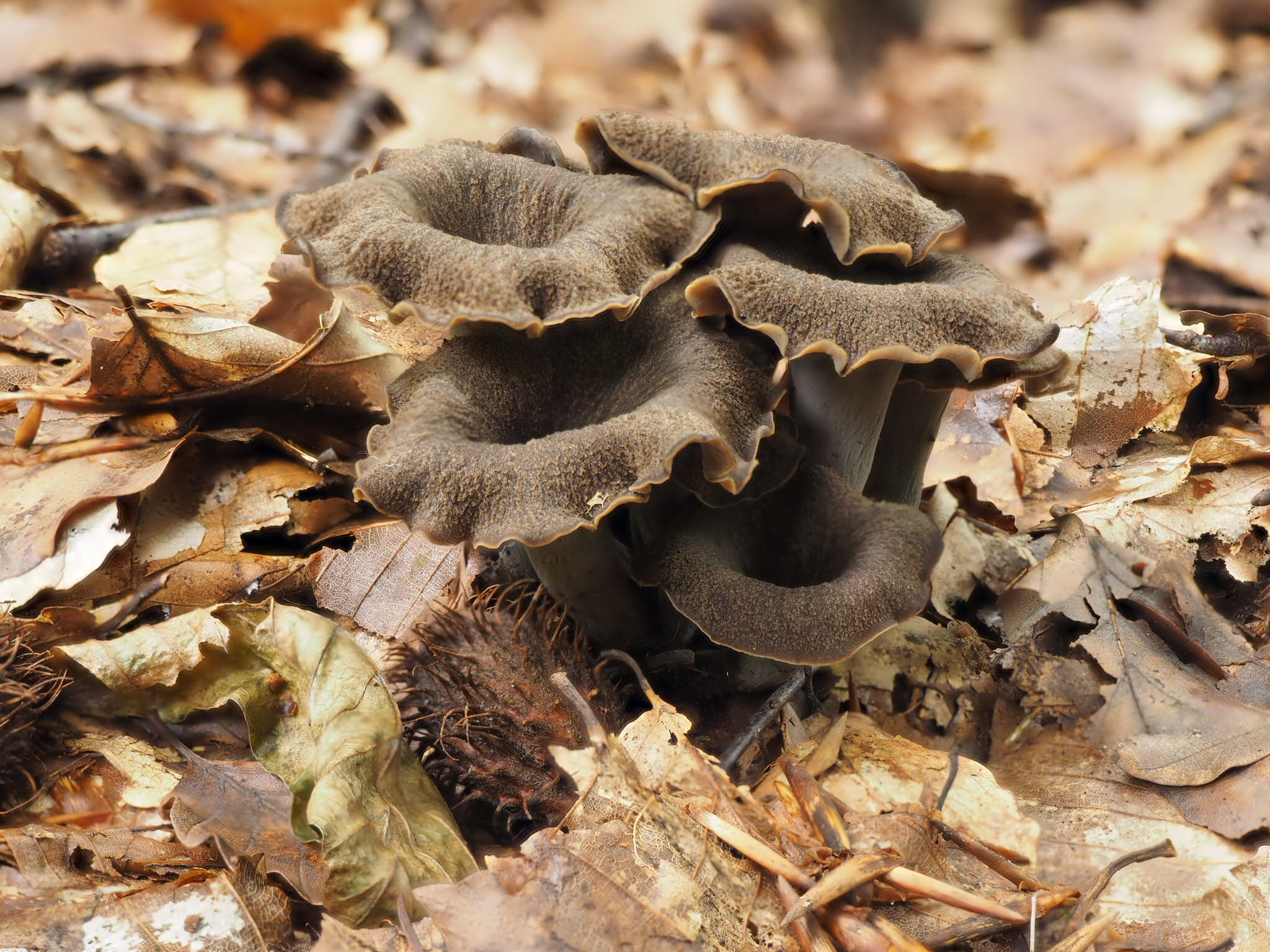 Herbsttrompete (Craterellus cornucopioides)