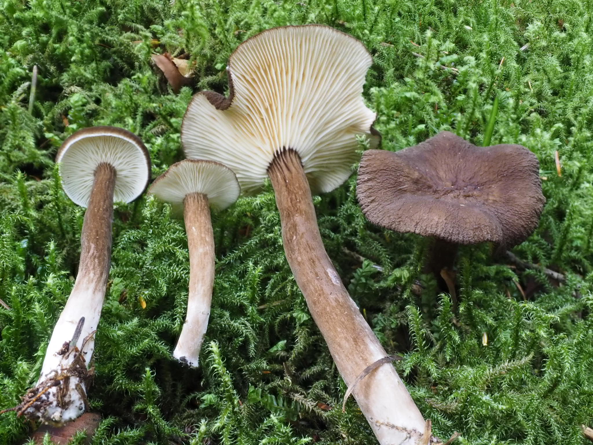  Mohrenkopf-Milchling (Lactarius lignyotus)