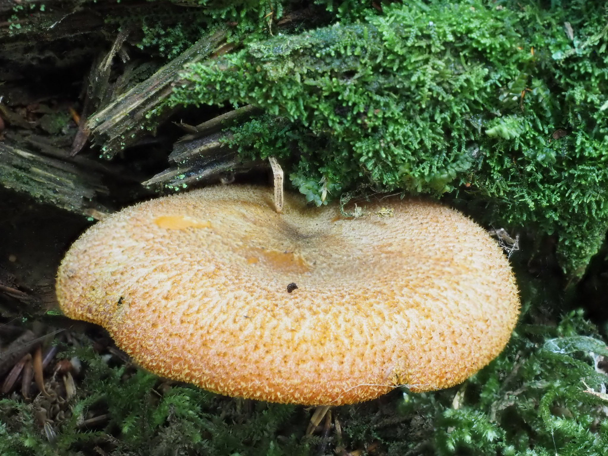 Olivgelbe Holzritterling (Tricholomopsis decora) 