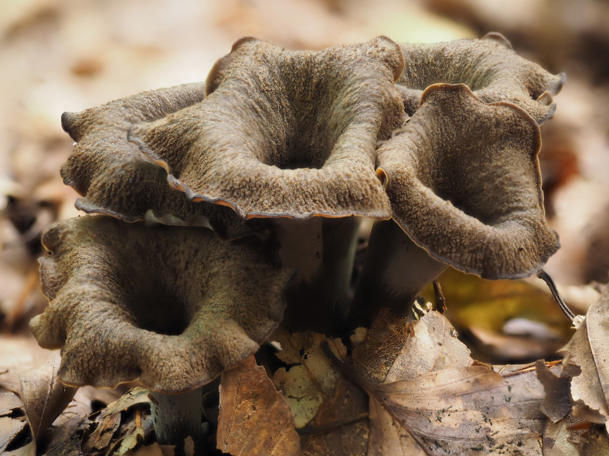 Herbsttrompete (Craterellus cornucopioides)