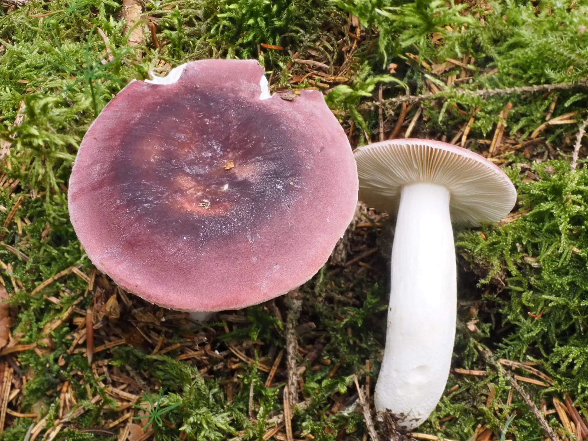 Jodoform-Täubling (Russula turci) 