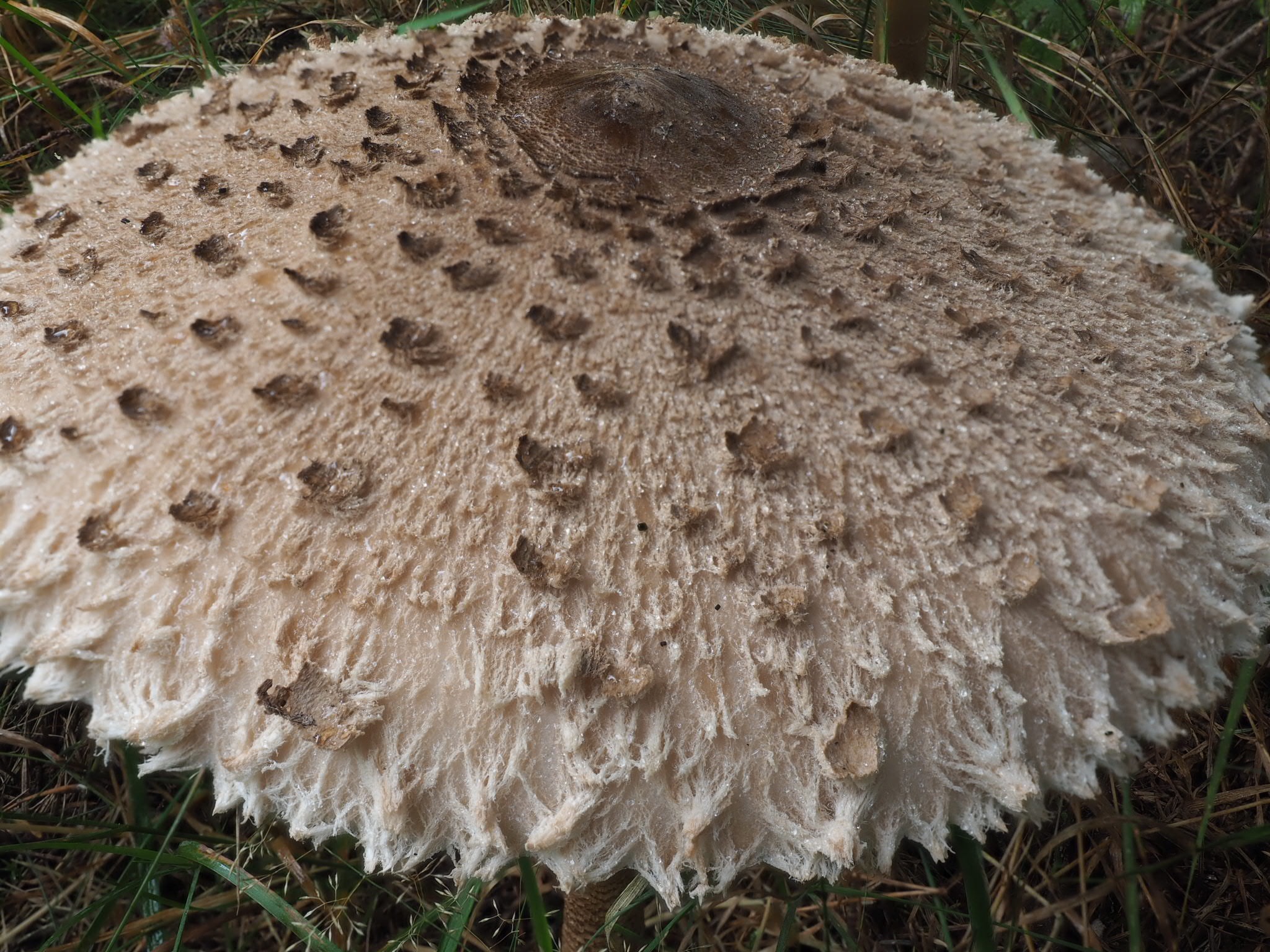 Riesenschirmpilz (Macrolepiota procera) Schuppiger Hut