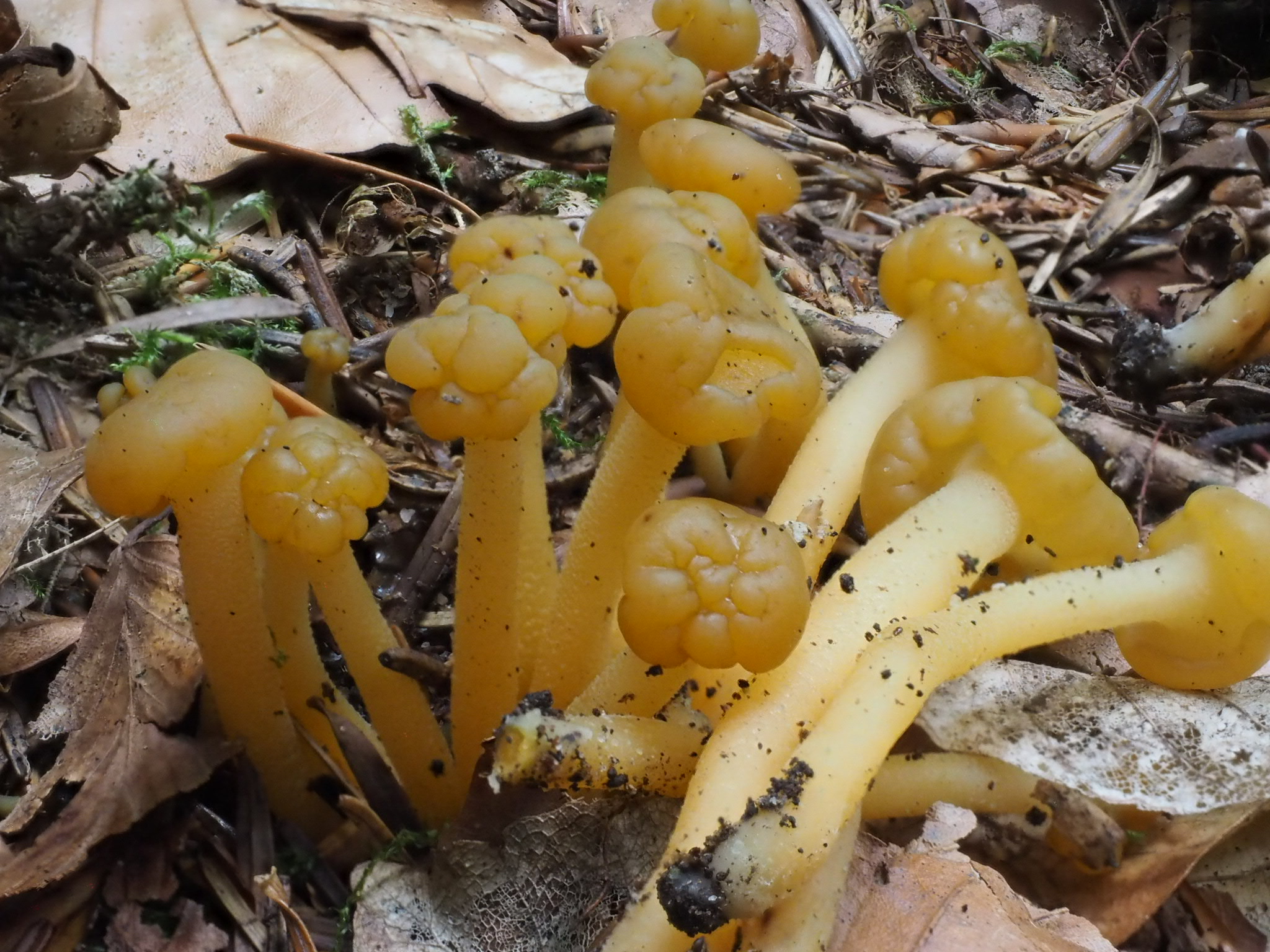 Grüngelbe Gallertkäppchen (Leotia lubrica)