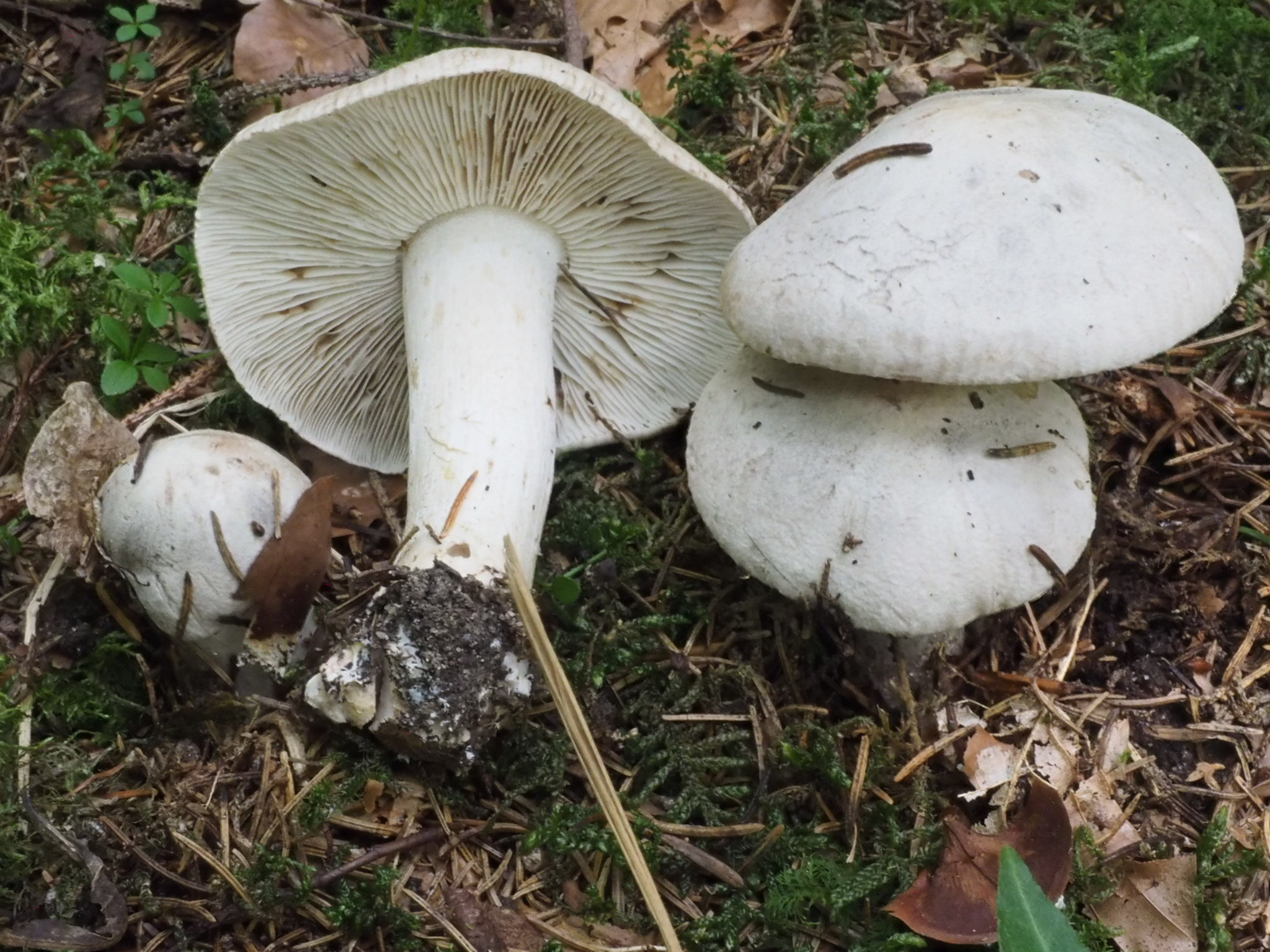 Seidiger Tigerritterling (Tricholoma filamentosum)