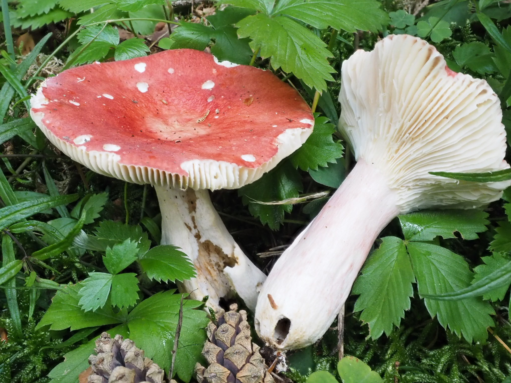 Blut-Täubling (Russula sanguinaria)