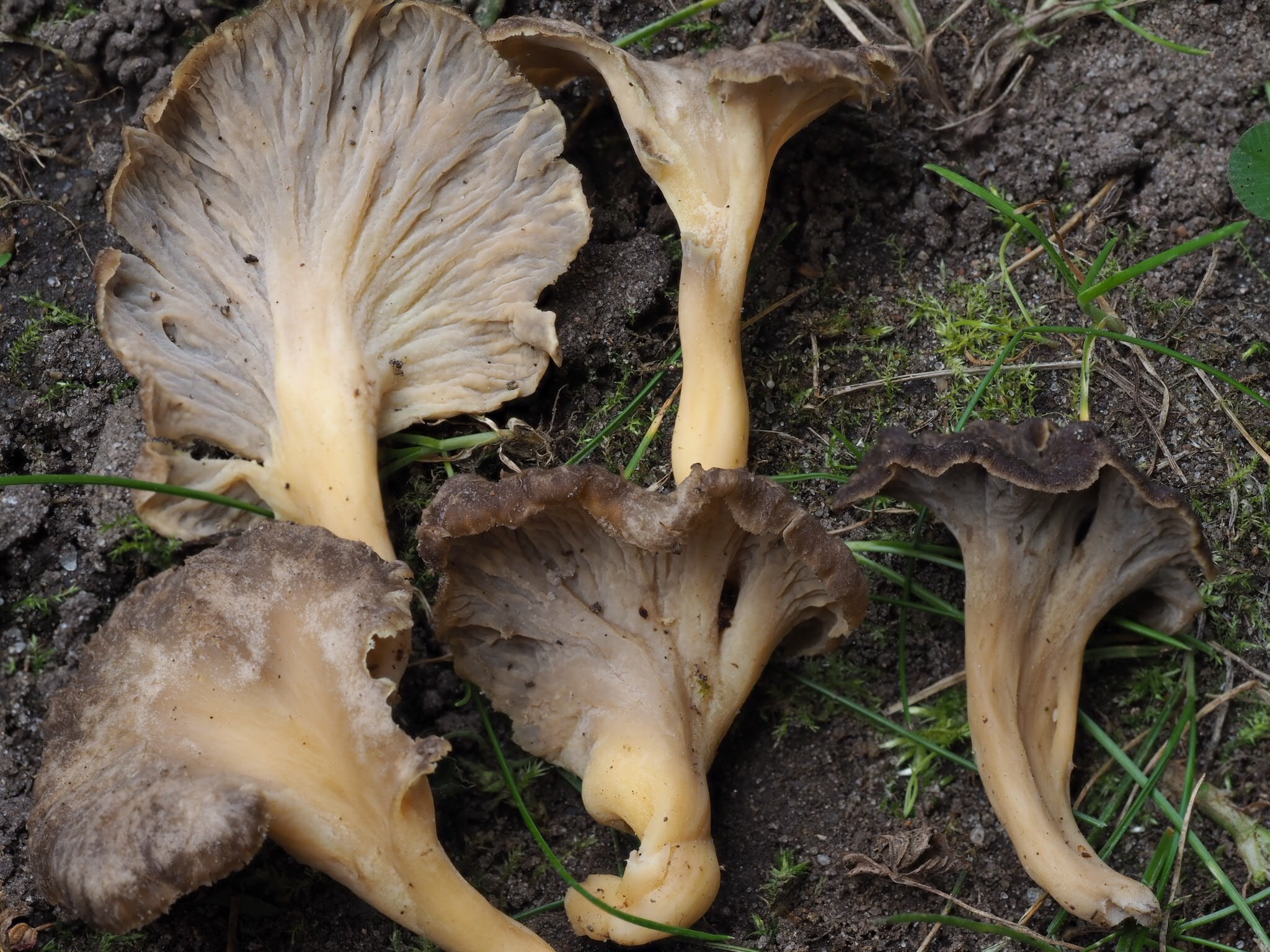 Starkriechende Trompetenpfifferling (Craterellus lutescens)