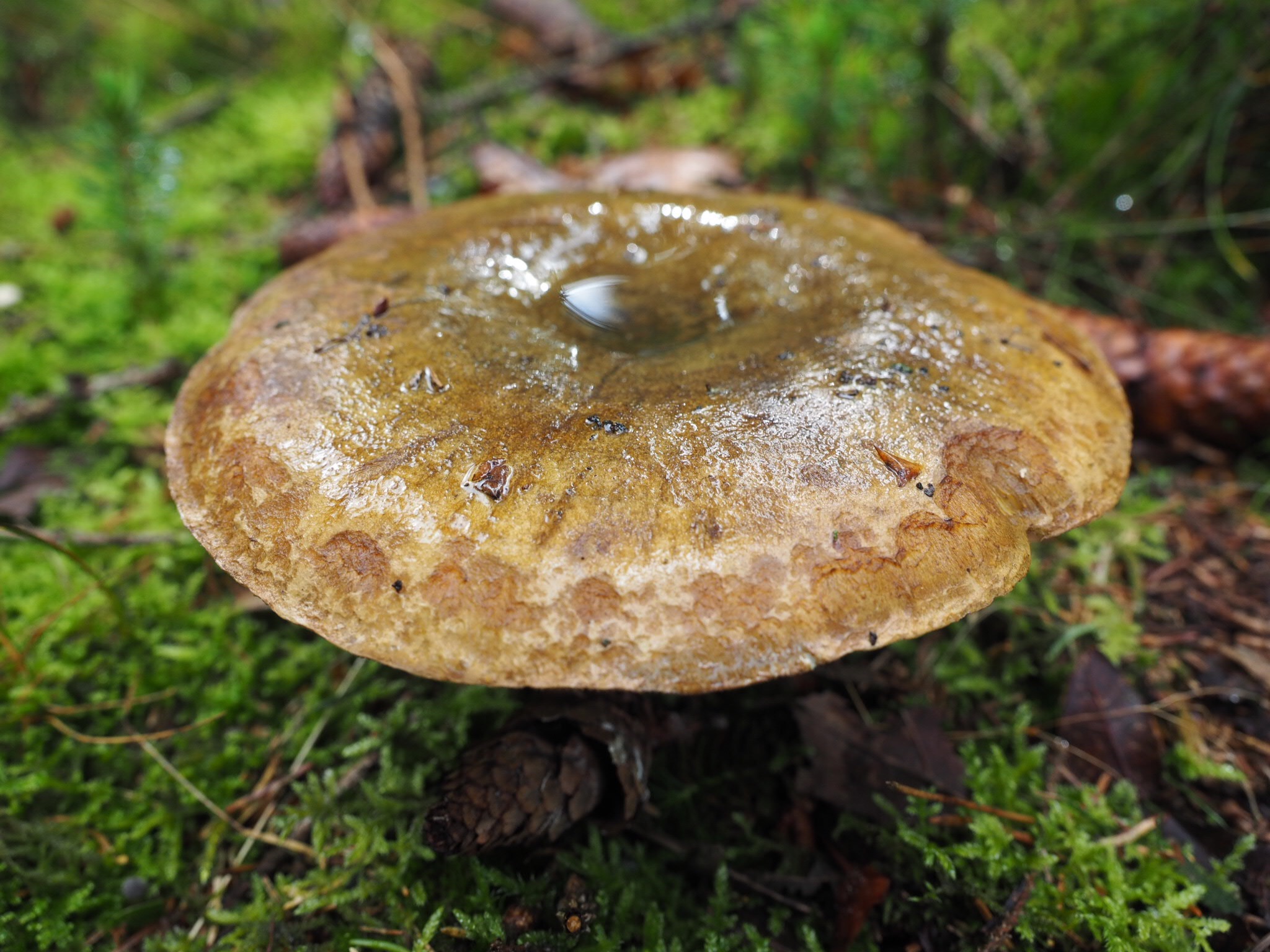 Olivbraune Milchling (Lactarius turpis)