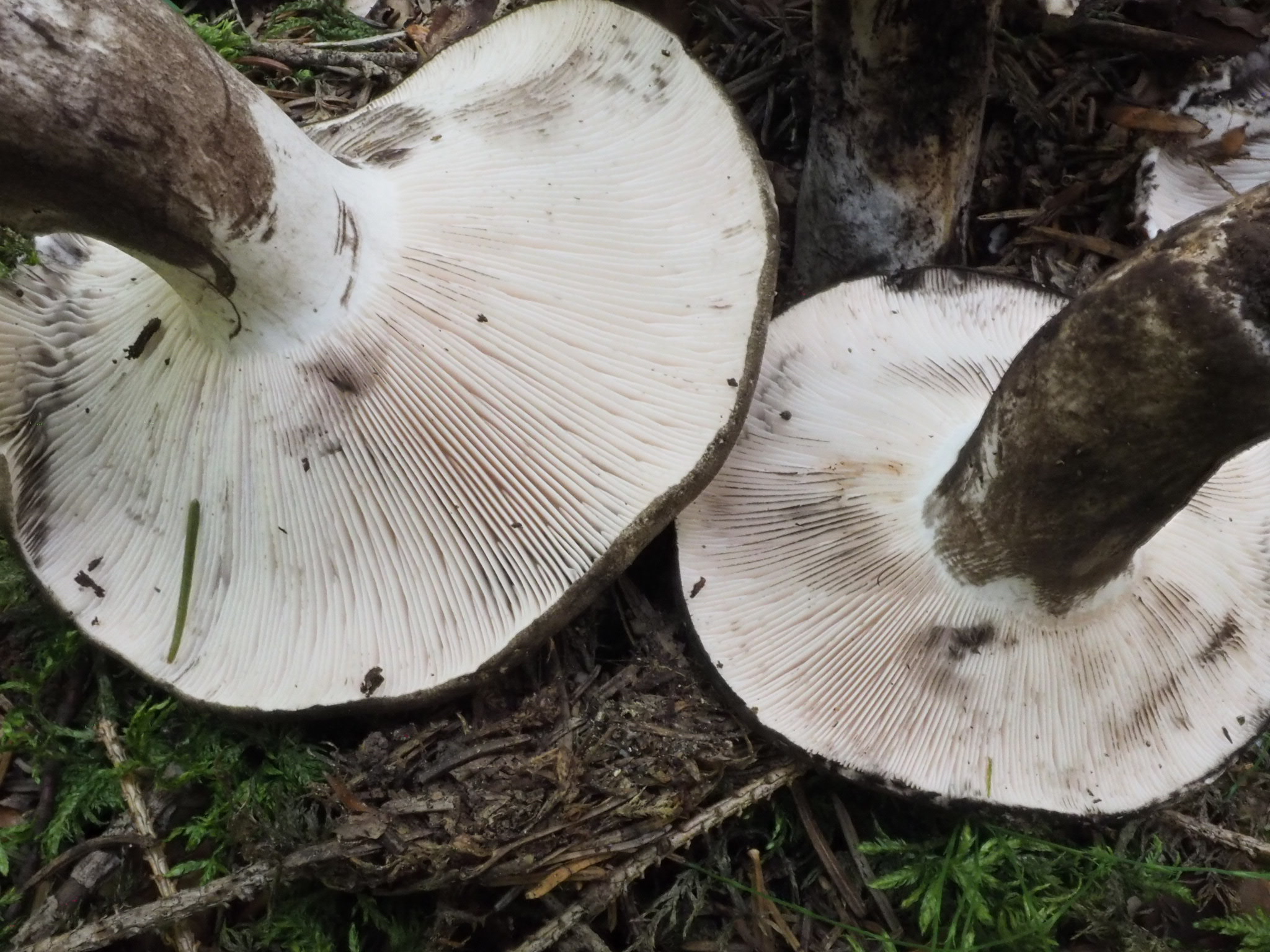 Lachsblättriger Schwärztäubling (Russula anthracina)