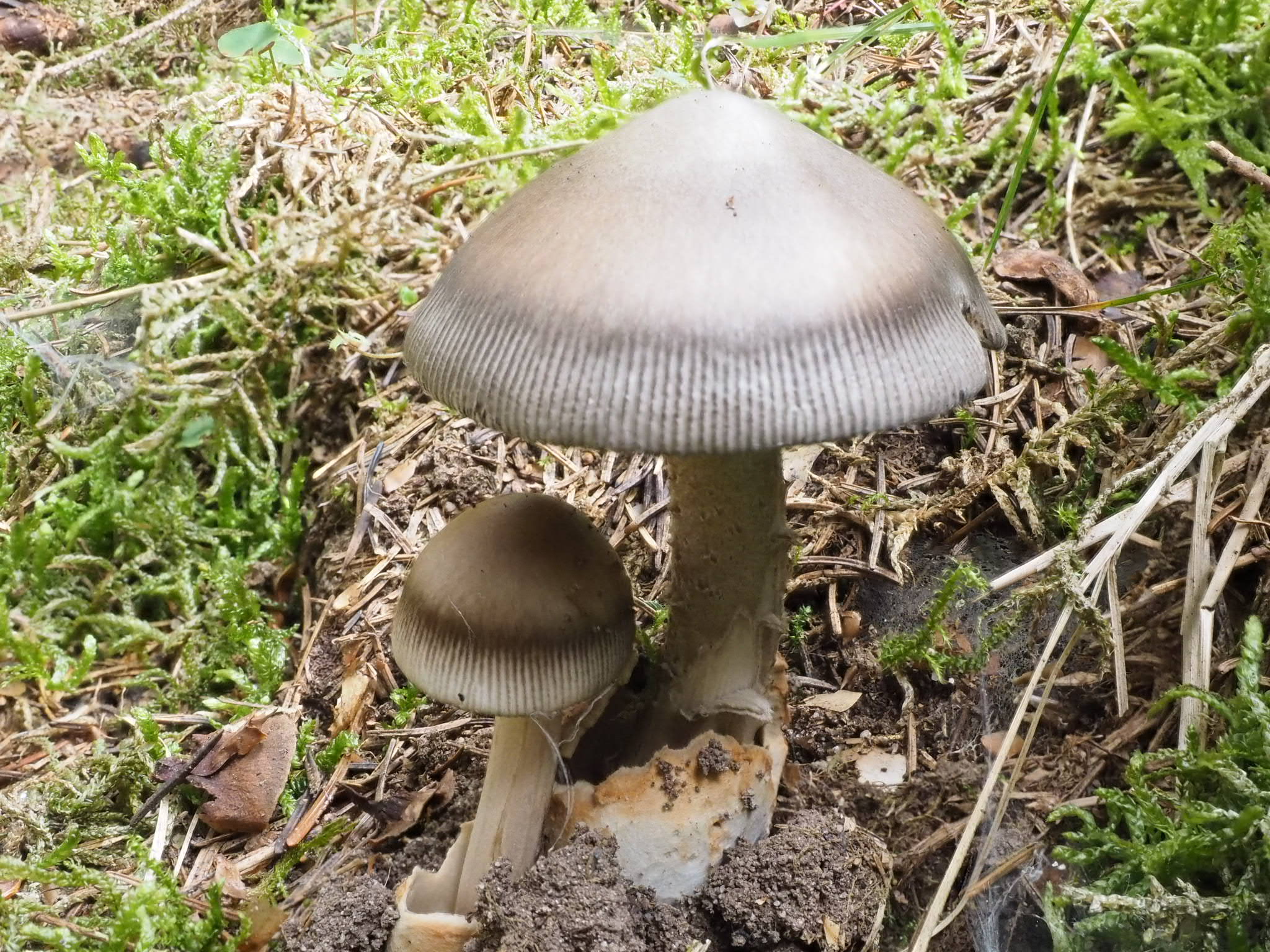 Zweifarbige Scheidenstreifling (Amanita battarrae) 